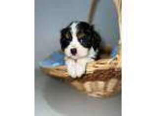 Cavalier King Charles Spaniel Puppy for sale in Fort Wayne, IN, USA