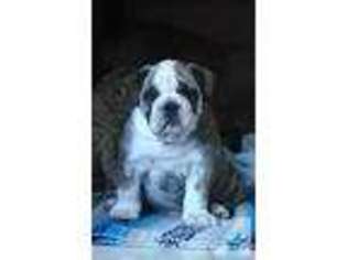 Bulldog Puppy for sale in BELVIDERE, IL, USA