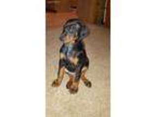 Doberman Pinscher Puppy for sale in Richford, NY, USA