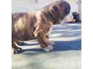Bulldog Puppy for sale in Scottsdale, AZ, USA