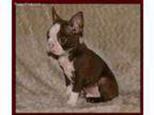 Boston Terrier Puppy for sale in Eastaboga, AL, USA