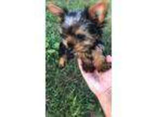 Yorkshire Terrier Puppy for sale in Cygnet, OH, USA