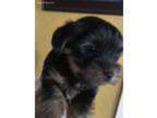 Yorkshire Terrier Puppy for sale in Ashburnham, MA, USA