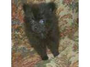 Pomeranian Puppy for sale in Albany, GA, USA