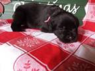 Cane Corso Puppy for sale in Boswell, IN, USA