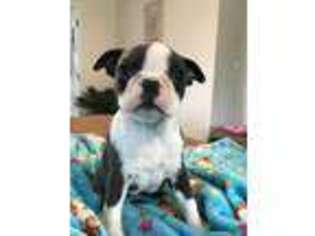 Boston Terrier Puppy for sale in Leola, PA, USA
