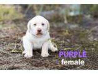 Labrador Retriever Puppy for sale in Welsh, LA, USA