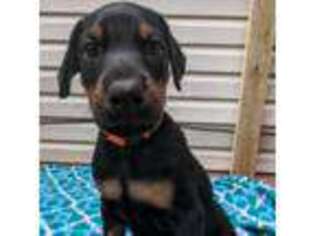 Doberman Pinscher Puppy for sale in Pottstown, PA, USA
