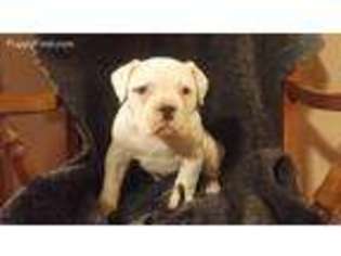 American Bulldog Puppy for sale in West Plains, MO, USA