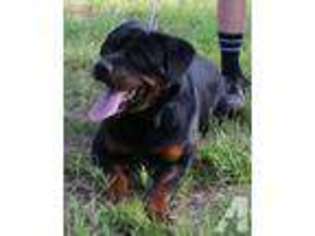 Rottweiler Puppy for sale in BUFFALO CREEK, CO, USA