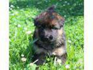 German Shepherd Dog Puppy for sale in GREENBRIER, AR, USA