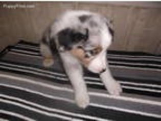 Australian Shepherd Puppy for sale in Shelton, CT, USA