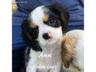 Cavalier King Charles Spaniel Puppy for sale in Hillsboro, MO, USA