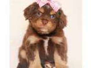 Cocker Spaniel Puppy for sale in Thurmont, MD, USA