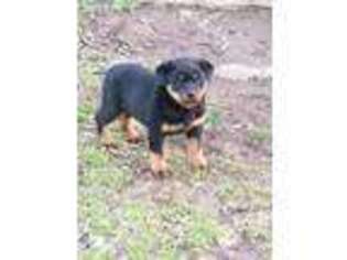 Rottweiler Puppy for sale in Mount Pleasant, TX, USA