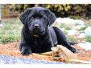 Labrador Retriever Puppy for sale in Argos, IN, USA