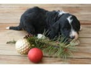 Bernese Mountain Dog Puppy for sale in Oldtown, MD, USA
