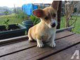Pembroke Welsh Corgi Puppy for sale in CASTLEWOOD, VA, USA