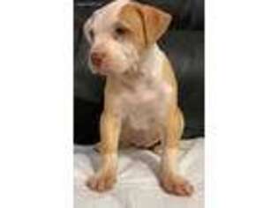 Mutt Puppy for sale in Union City, NJ, USA