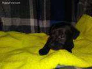 Mutt Puppy for sale in Point Pleasant, WV, USA