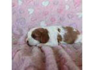 Cavalier King Charles Spaniel Puppy for sale in Westcliffe, CO, USA