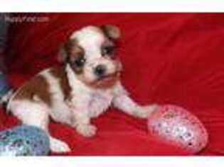 Biewer Terrier Puppy for sale in Albertville, AL, USA