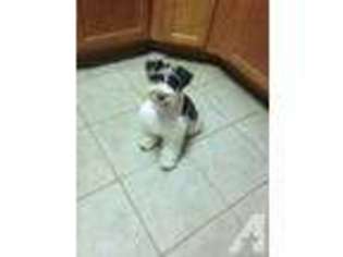Mutt Puppy for sale in ALBEMARLE, NC, USA