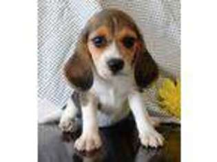 Beagle Puppy for sale in Birch Tree, MO, USA