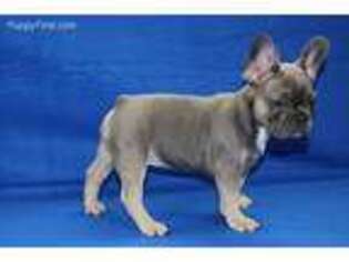 French Bulldog Puppy for sale in Novi, MI, USA