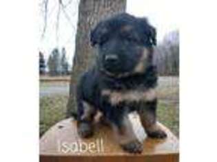 German Shepherd Dog Puppy for sale in Colby, WI, USA
