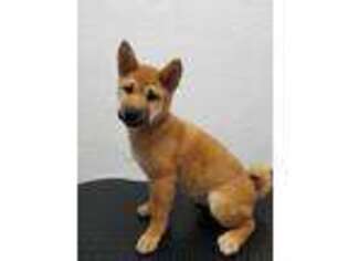 Shiba Inu Puppy for sale in Green Valley, AZ, USA