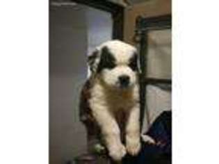 Saint Bernard Puppy for sale in Buckeye, AZ, USA