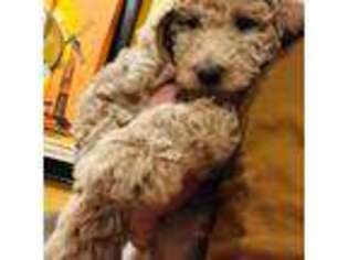 Labradoodle Puppy for sale in Baldwin Park, CA, USA
