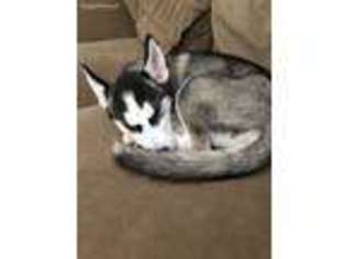 Siberian Husky Puppy for sale in Canal Winchester, OH, USA