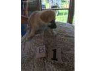German Shepherd Dog Puppy for sale in Ivanhoe, TX, USA