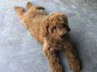 Goldendoodle Puppy for sale in Pikeville, KY, USA