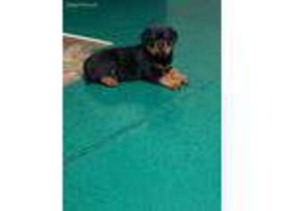 Rottweiler Puppy for sale in Belleville, MI, USA