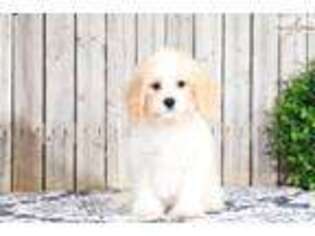 Cavachon Puppy for sale in Columbus, OH, USA