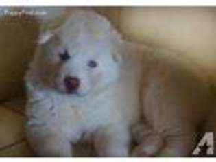 Siberian Husky Puppy for sale in SUN CITY, AZ, USA