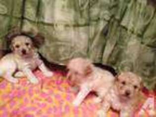 Mutt Puppy for sale in FALL RIVER, MA, USA
