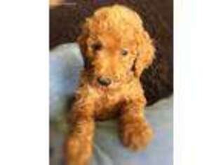 Medium Photo #1 Goldendoodle Puppy For Sale in Saint Johns, AZ, USA