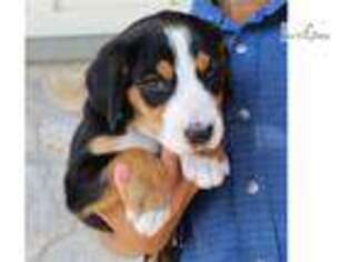 Greater Swiss Mountain Dog Puppy for sale in Harrisburg, PA, USA