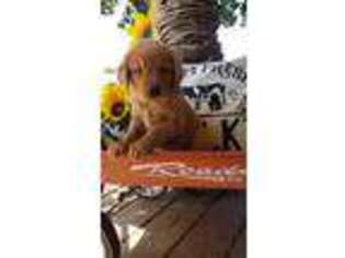 Golden Retriever Puppy for sale in Mechanicsburg, OH, USA