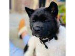 Akita Puppy for sale in Arlington, TX, USA