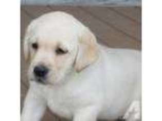 Labrador Retriever Puppy for sale in LONDON, OH, USA
