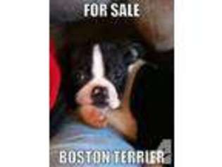 Boston Terrier Puppy for sale in HENDERSON, KY, USA