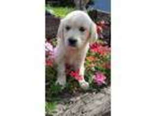Mutt Puppy for sale in Mineral Point, WI, USA