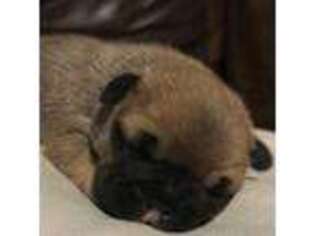 French Bulldog Puppy for sale in Mcalester, OK, USA