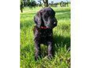Goldendoodle Puppy for sale in Brunswick, MO, USA