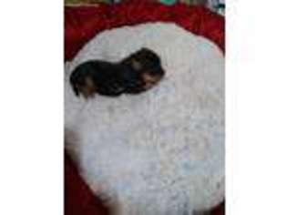Yorkshire Terrier Puppy for sale in Vernon, FL, USA